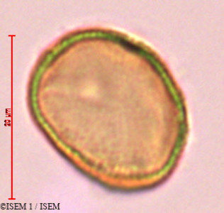ISEM 1/Anthurium_lancea_29315/Anthurium_lancea_29315_0001(copy)_thumb.jpg
